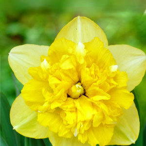 Нарцис Фул Хаус 25 цибулин розмір 16 /18