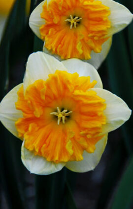 Нарцис Габріель Клайберг 25 цибулин розмір 16 /18