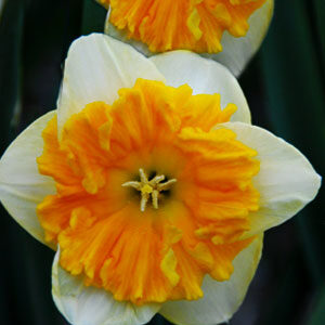 Нарцис Габріель Клайберг 25 цибулин розмір 16 /18