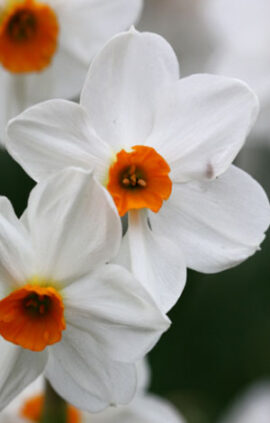 Нарцис Гераніум 25 цибулин розмір 16 /18