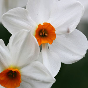 Нарцис Гераніум 25 цибулин розмір 16 /18