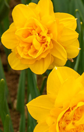 Нарцис Хіамур 25 цибулин розмір 16 /18