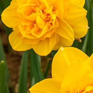 Нарцис Хіамур 25 цибулин розмір 16 /18