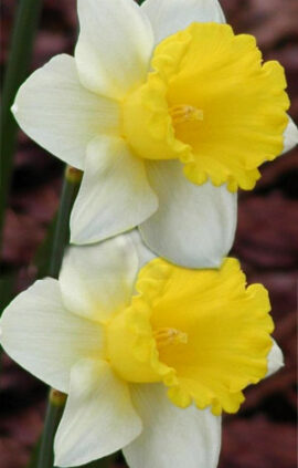 Нарцис Лас Вегас 25 цибулин розмір 16 /18