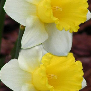 Нарцис Лас Вегас 25 цибулин розмір 16 /18