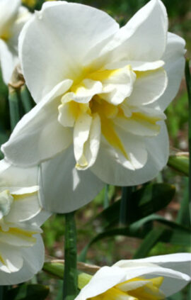 Нарцис Лемон Бьюті 25 цибулин розмір 16 /18