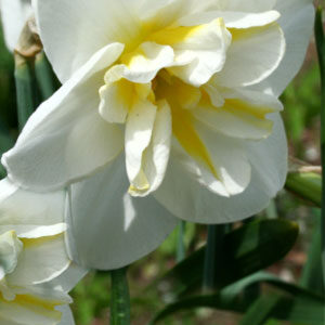 Нарцис Лемон Бьюті 25 цибулин розмір 16 /18