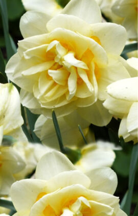 Нарцис Менлі 25 цибулин розмір 16 /18