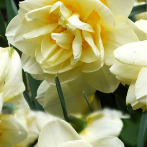 Нарцис Менлі 25 цибулин розмір 16 /18