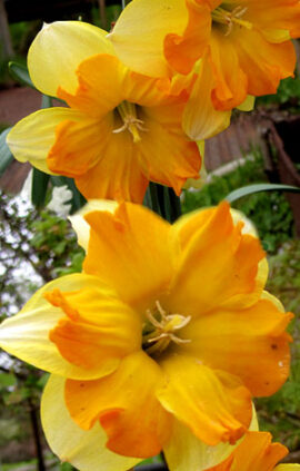 Нарцис Мондрагон 25 цибулин розмір 16 /18