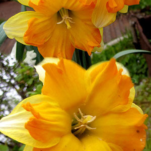 Нарцис Мондрагон 25 цибулин розмір 16 /18