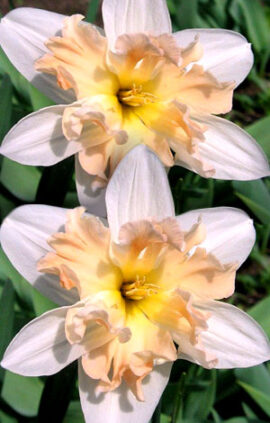 Нарцис Палмарес 25 цибулин розмір 16 /18