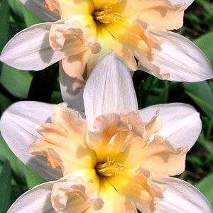 Нарцис Палмарес 25 цибулин розмір 16 /18