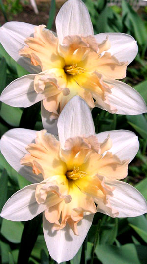 Нарцис Палмарес 25 цибулин розмір 16 /18