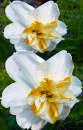 Нарцис Сорбет 25 цибулин розмір 16 /18