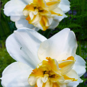 Нарцис Сорбет 25 цибулин розмір 16 /18