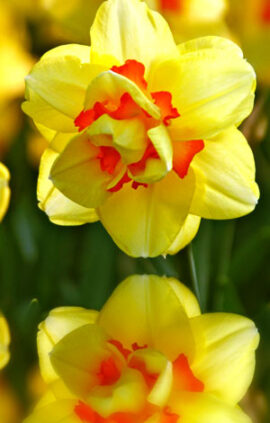 Нарцис Таїті 100 цибулин розмір 16 /18