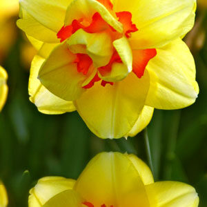 Нарцис Таїті 100 цибулин розмір 16 /18