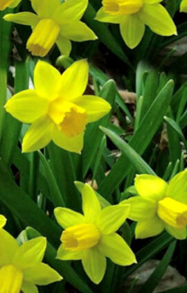 Нарцис Тет-а-Тет 100 цибулин розмір 11 /12