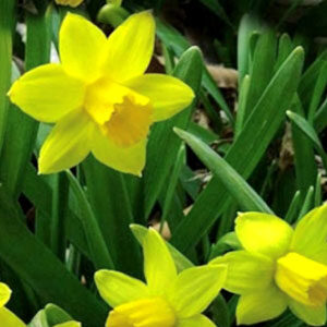 Нарцис Тет-а-Тет 100 цибулин розмір 11 /12