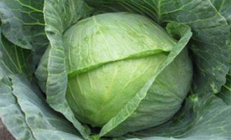 Насіння капусти купити