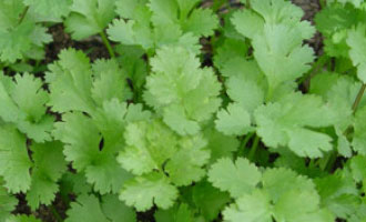 Насіння коріандру (кінзи) купити