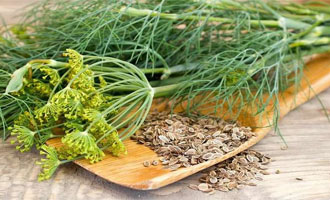 Насіння кропу купити