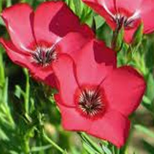 Насіння квітів