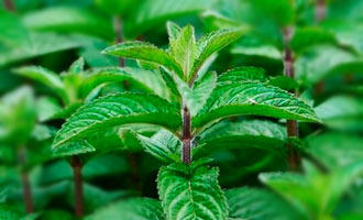 Насіння м'яти купити