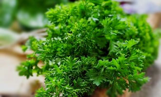 Насіння петрушки купити