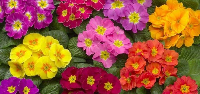 насіння примули купити оптом