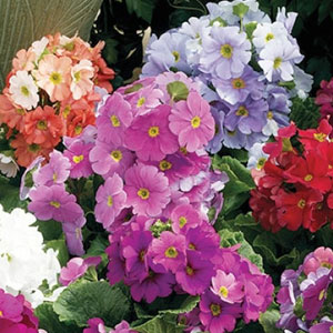 Насіння примули