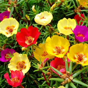 Насіння притулка