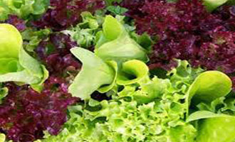 Насіння салату купити