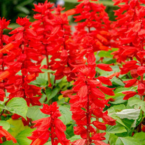 Насіння сальвії