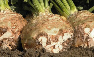 Насіння селери купити