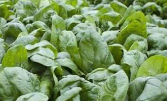 Насіння шпинату купити