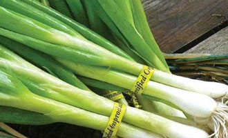 Насіння цибулі купити