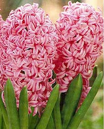 Гиацинт Анна Мария 150 луковиц размер 19+