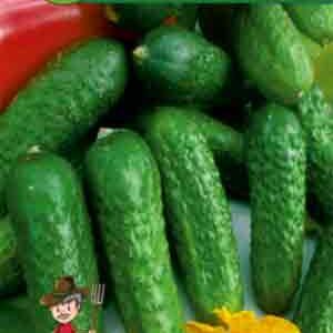 Огірок Голубчик F1 пакет 20 насінин