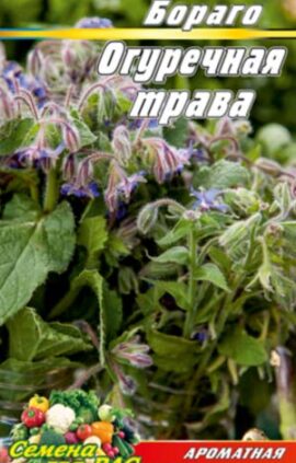 Огіркова трава Бораго