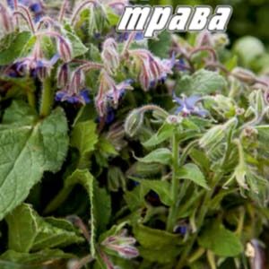 Огіркова трава Бораго