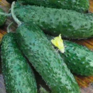 Огірок Олексій F1 пакет 10 насінин