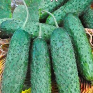 Огірок Алладін F1 пакет 10 насінин