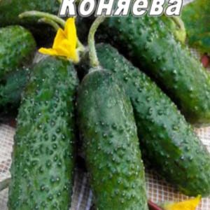 Огірок Апоміксис Коняєва пакет 10 насінин