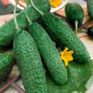 Огірок Астерікс F1 пакет 10 насінин