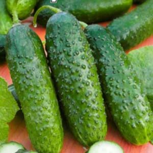Огірок Береговий пакет 10 насінин 