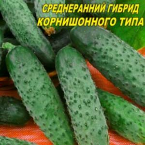 Огірок Максим F1