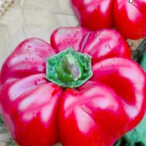 Перець Міні гогокшари пакет 30 насінин