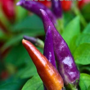 Перець Новеченто декоративний пакет 30 насінин